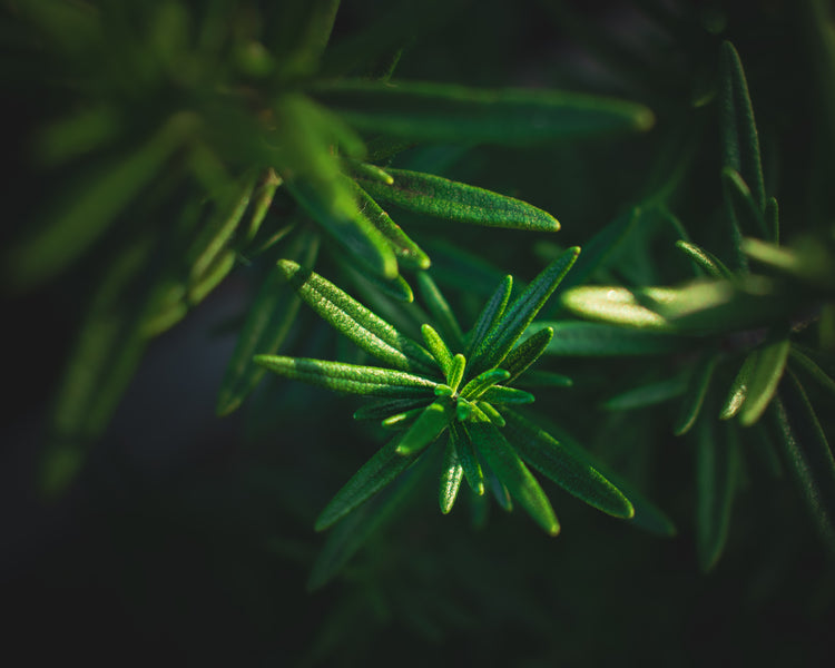 Rosemary leaves